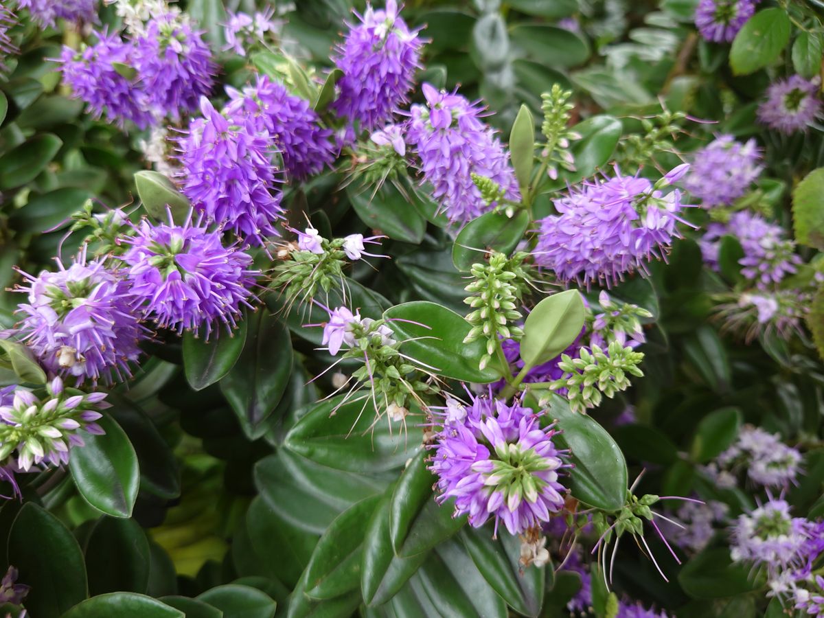 Sony Xperia 1 III camera samples
