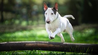 A bull terrier dog jumps over a wooden obstacle lying on the grass