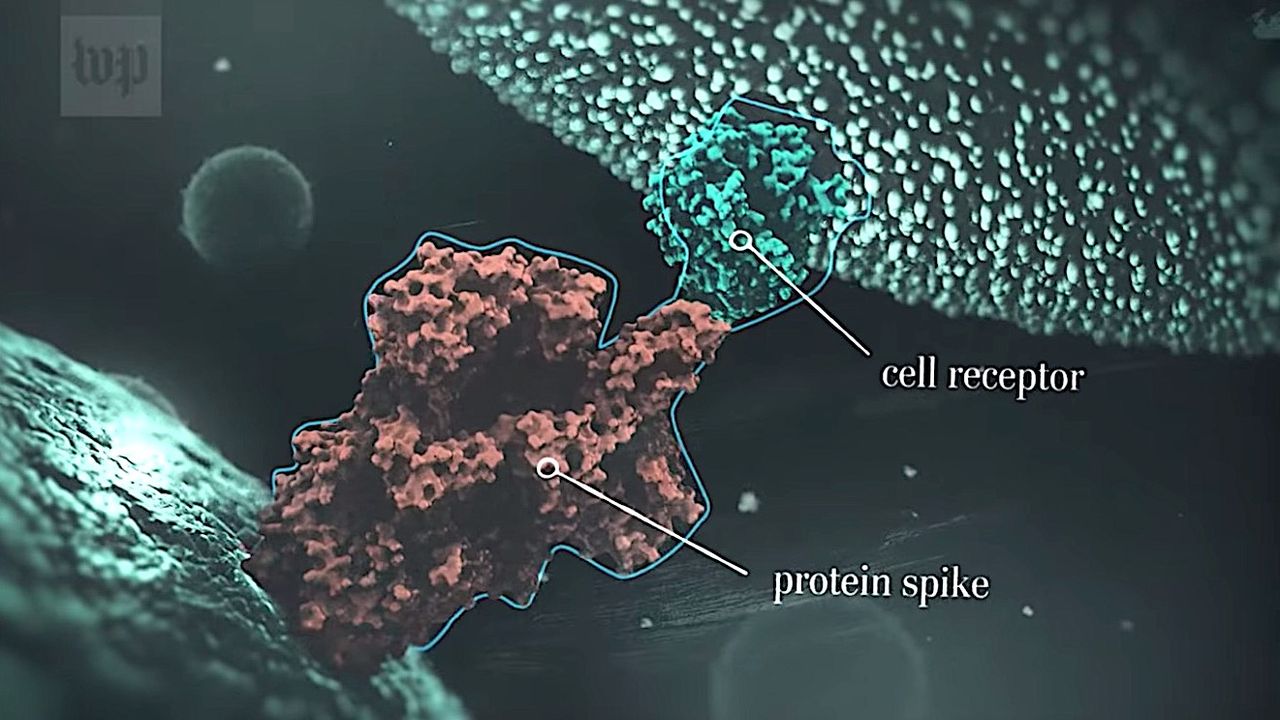 The COVID-19 coronavirus