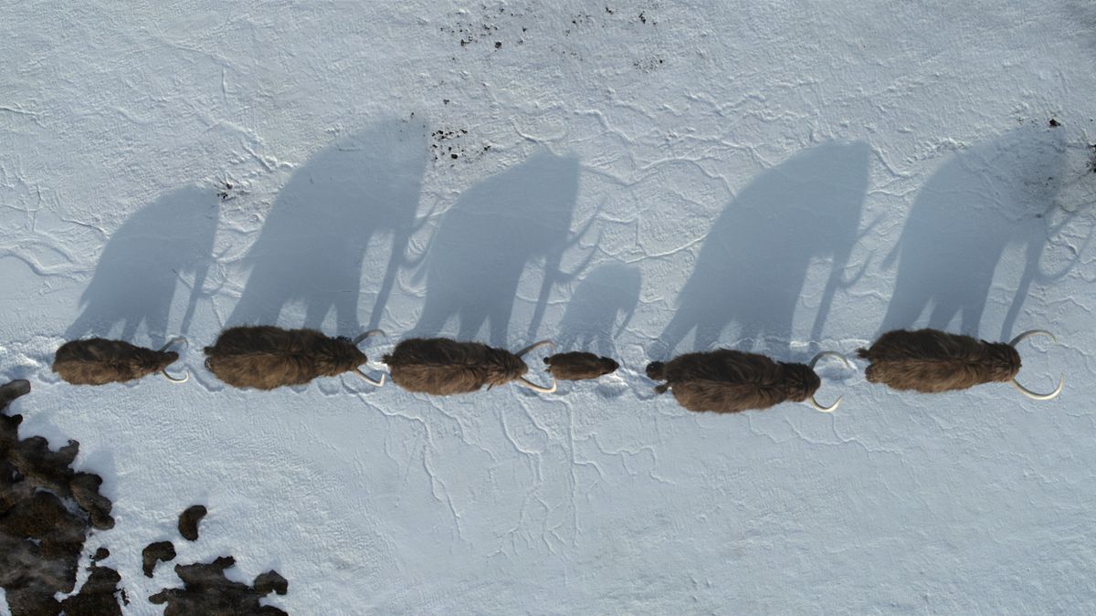 A line of mammoths walking across a snowy plain seen from a bird&#039;s eye view in Life On Our Planet