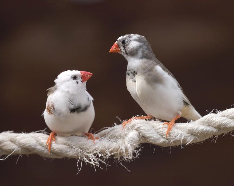 Drunk birds slur their songs &amp;amp;mdash; just like you