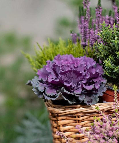 Best Plants For Winter Hanging Baskets: 16 Seasonal Picks | Gardeningetc