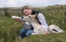dartmoor-foal.jpeg