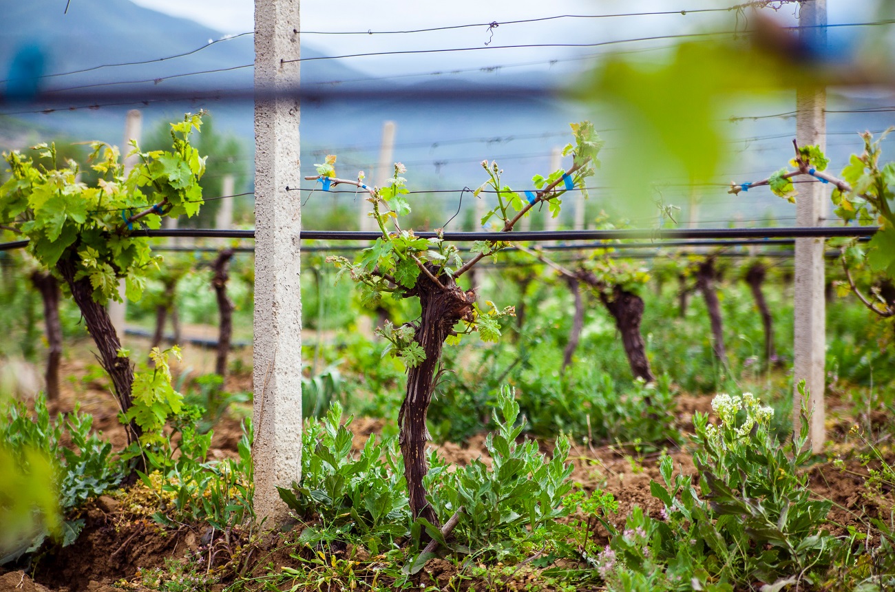 Vineyard in Macedonia