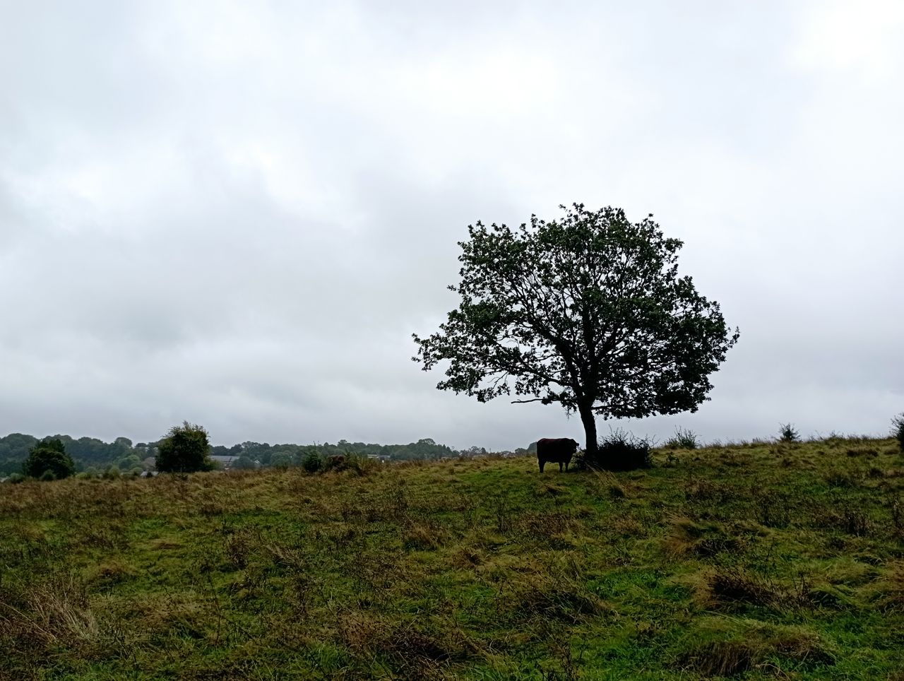 A Redmi 10 camera sample showing a field