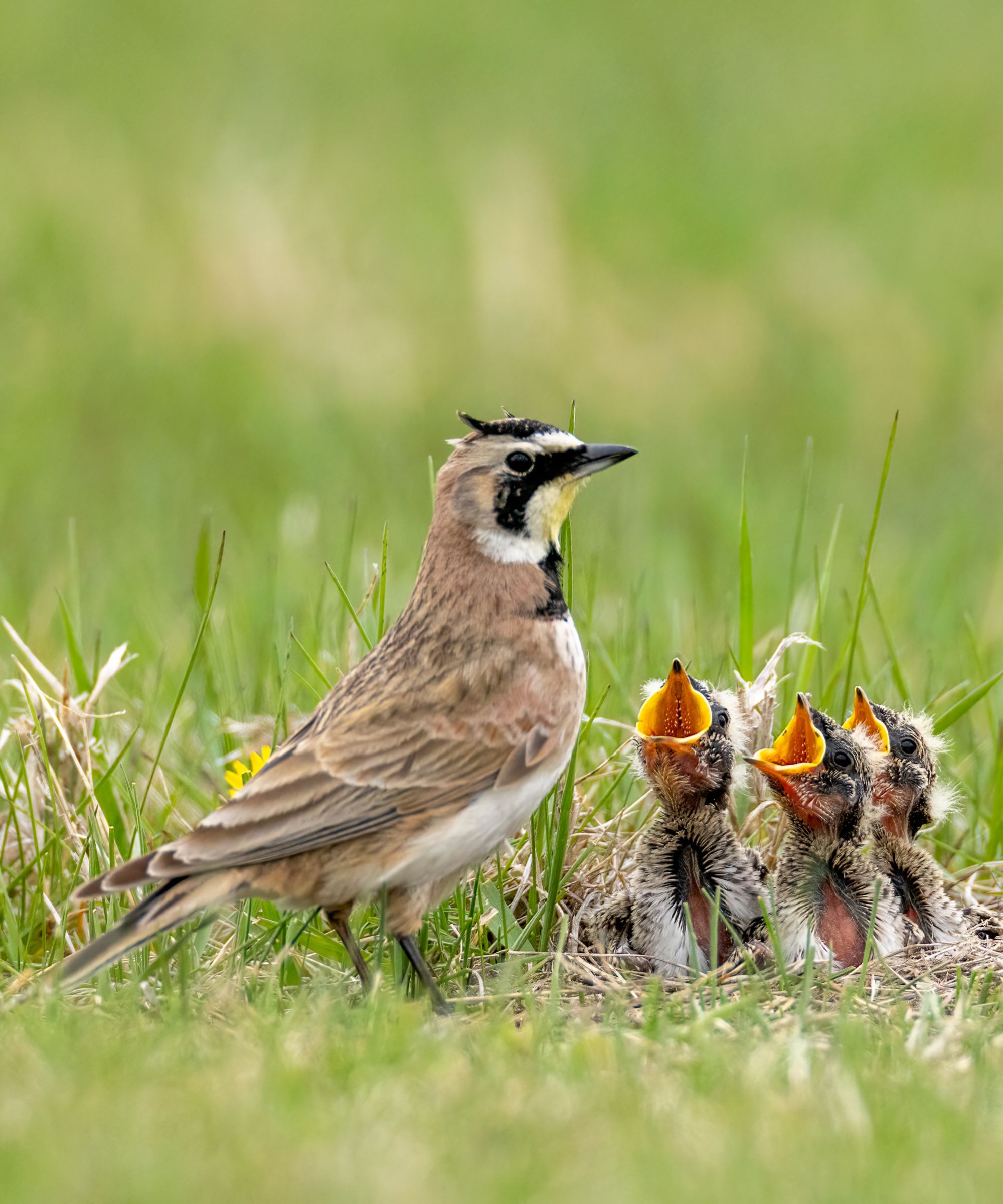 Horned lark and babies