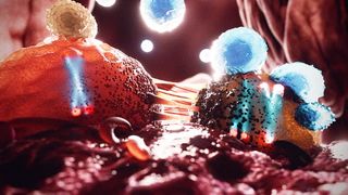 illustrated light red cancer cells being attacked by blue immune cells. an x chromosome can be seen in a cancer cell on the left side, which has no immune cells on it, while more immune cells are on another cancer cell to the right, which has both an x and a y chromosome