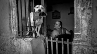 Dog looking out over wall with man behind