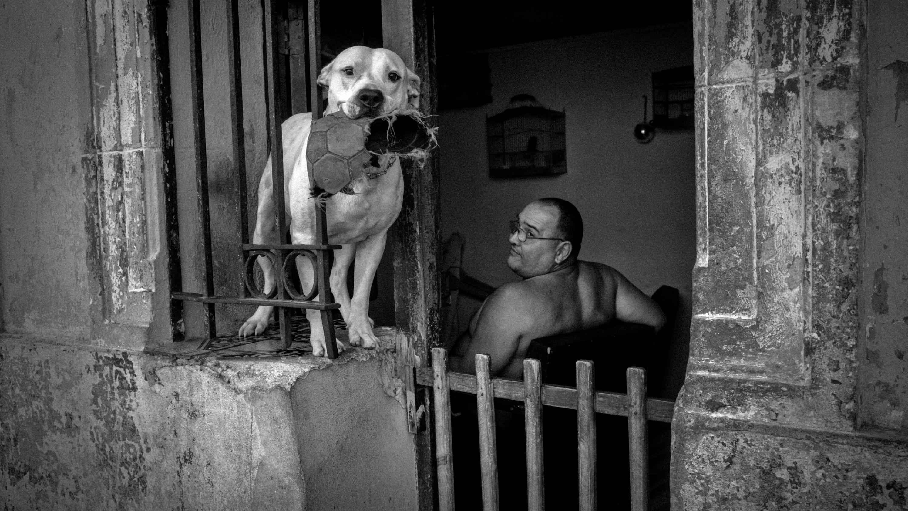 Dog looking out over wall with man behind