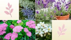 composite of different plants that do well with minimal care