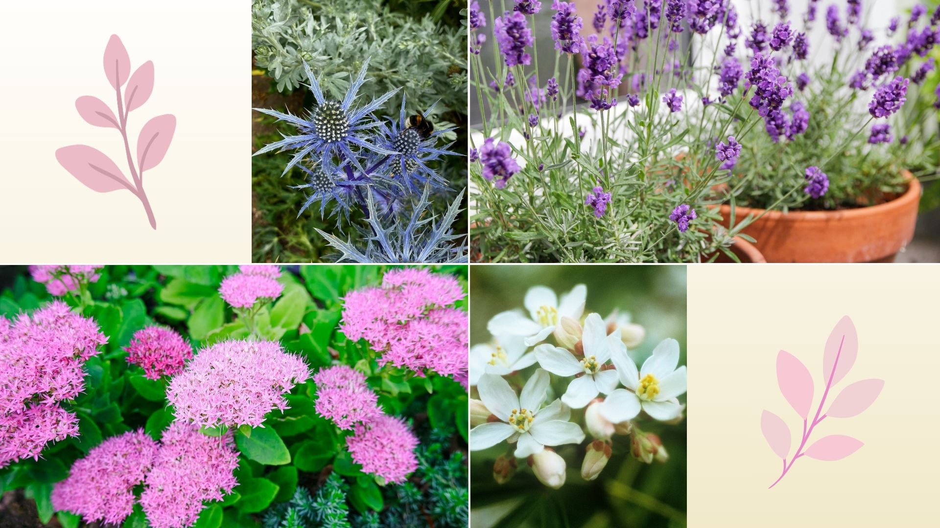 composite of different plants that do well with minimal care