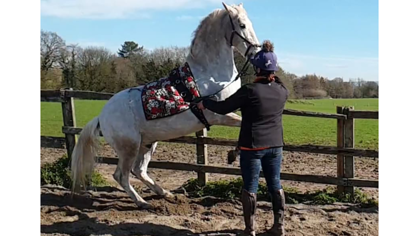 charlotte bailey with grey horse (3)