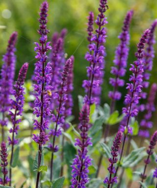 Salvia nemorosa 'Caradonna' in a Country Cottage Garden