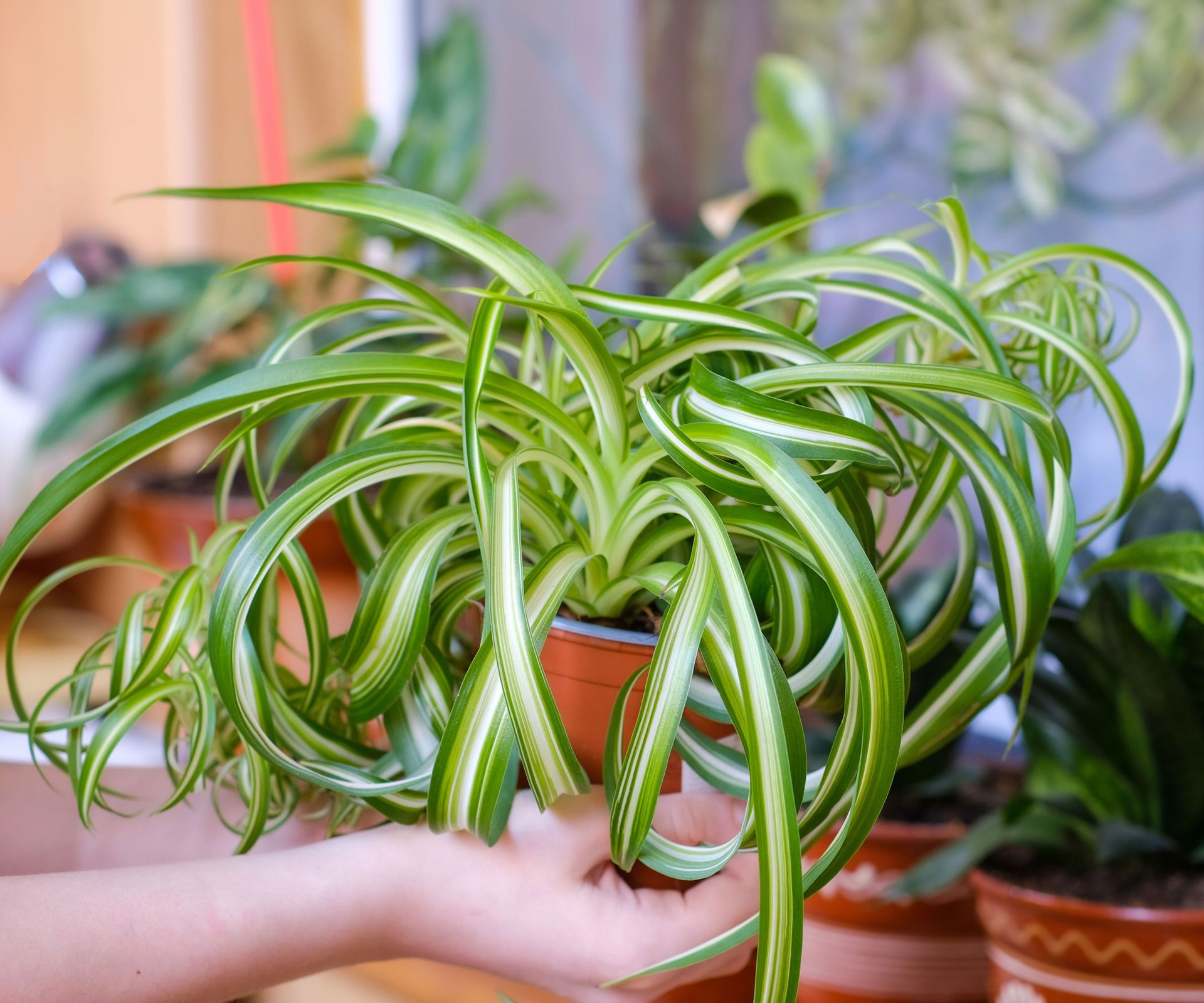 Best Care For Your Curly Spider Plant To Keep It Happy Gardening Know How Best Care For Your Curly Spider Plant To Keep It Happy Gardening Know How