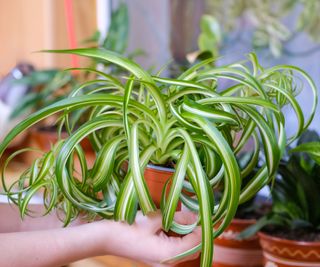 curly spider plant being moved to houseplant collection