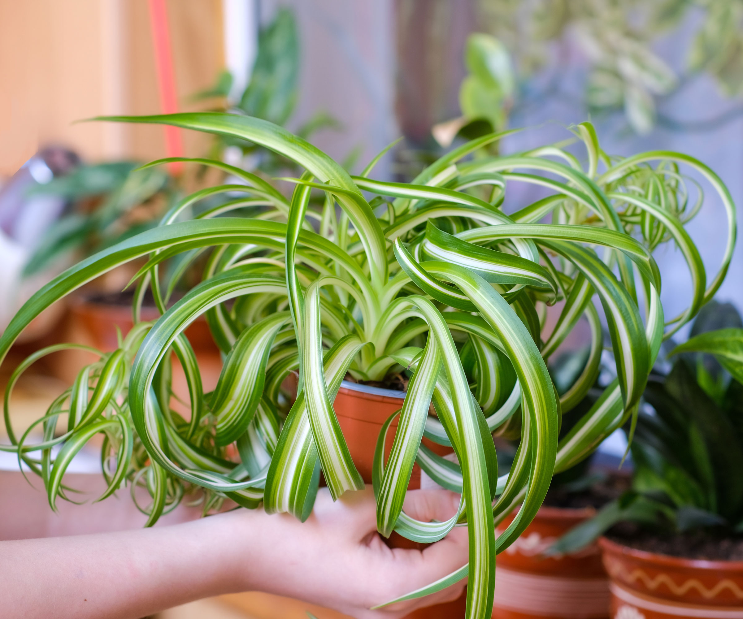 curly spider plant being moved to houseplant collection