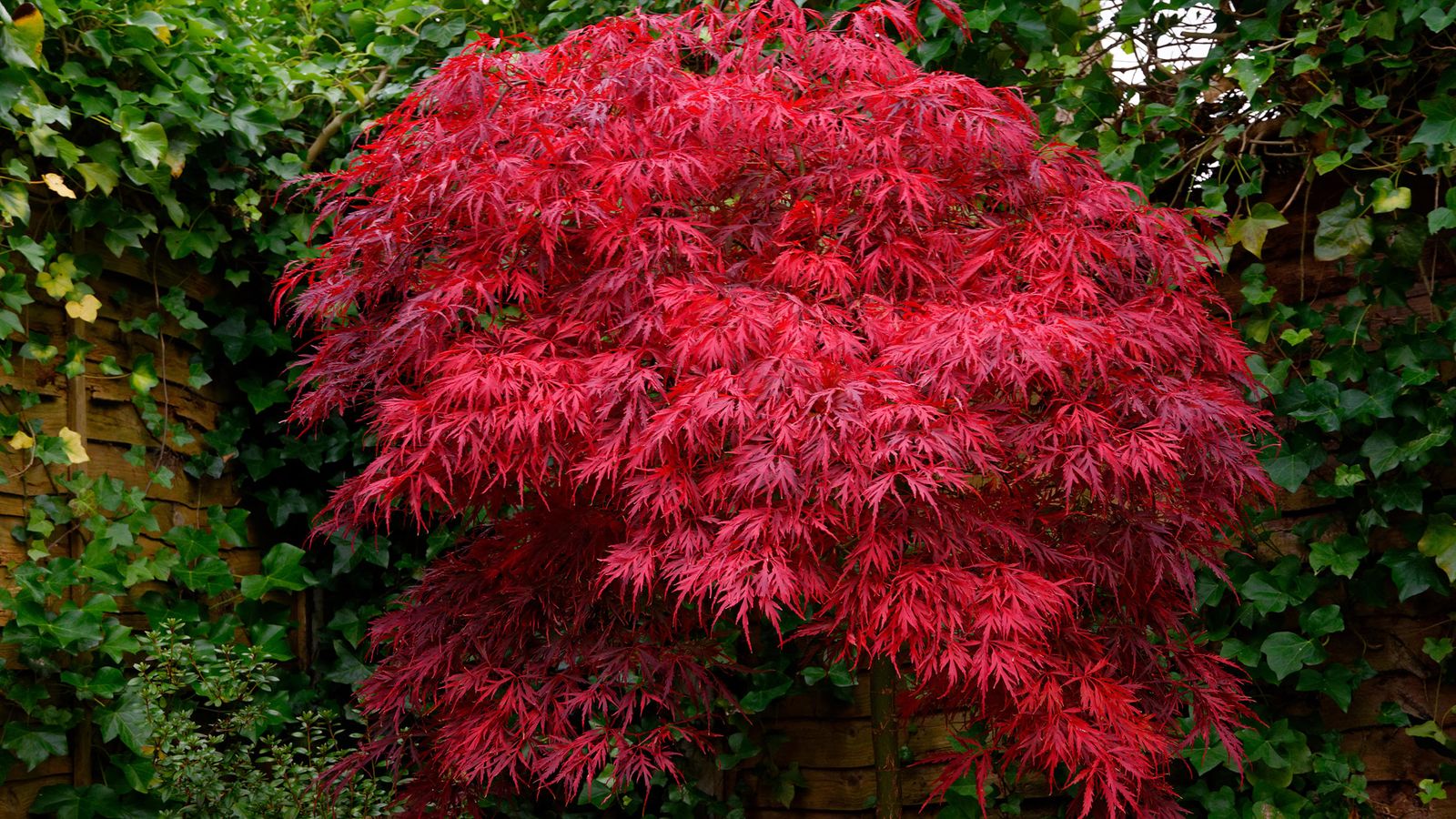 Best Compost To Grow Acers at Steven Smith blog
