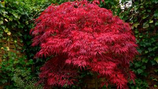Acer plant with red foliage