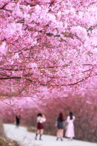 A photo of the cherry blossoms in Japan