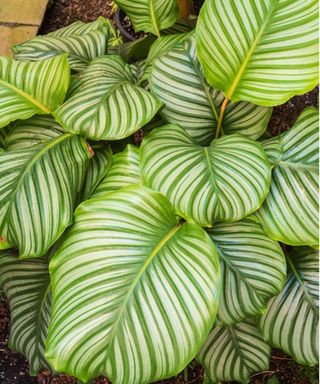 Calathea orbifolia