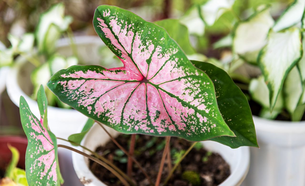 Caladium house plant with pink leaves