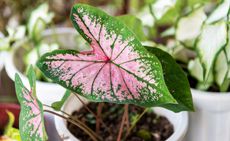 Caladium house plant with pink leaves