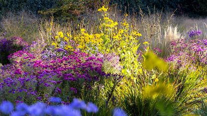 Garden in flower during fall