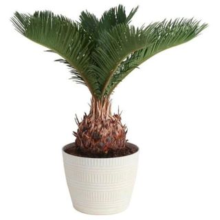 Cycas Revoluta Sago Palm Indoor Plant