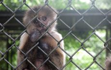 A monkey at the Dr. Juan A. Rivero Zoo in Puerto Rico. 