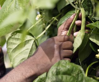 A man picking runner beans off the plant by hand