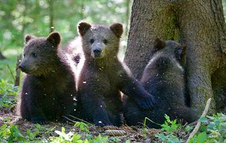 Grizzly Bear Cubs and Me