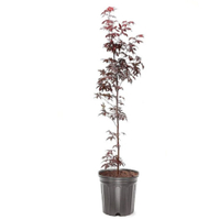 Red Maple Tree In Pot – $59.98 from Lowe's