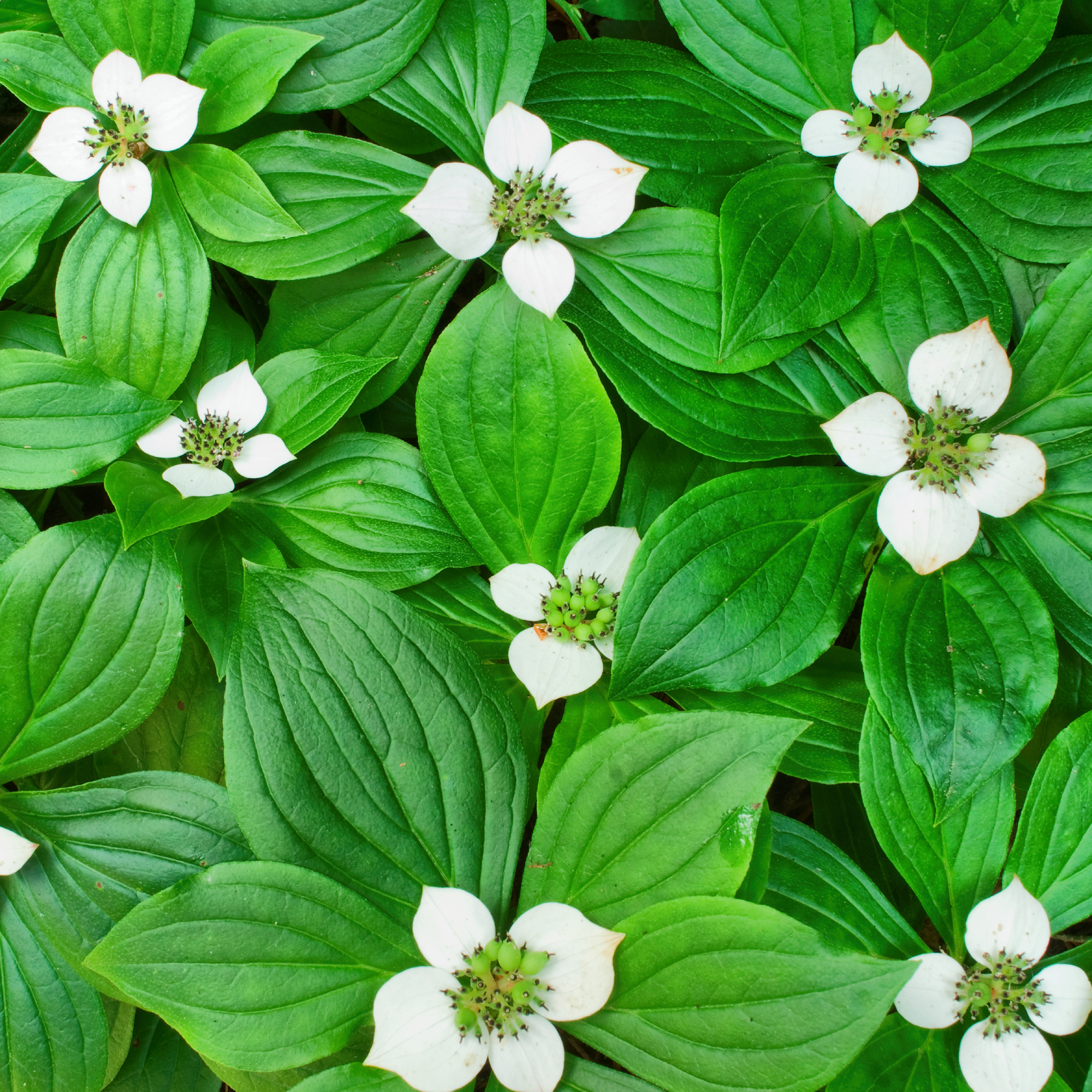 bunchberry plants from above