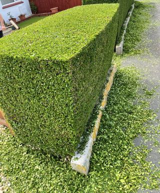 A pruned hedge with clippings on the ground