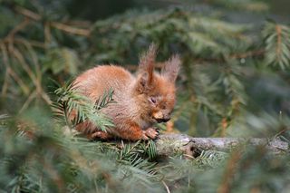 sleeping red squirrel