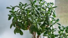 Jade plant 