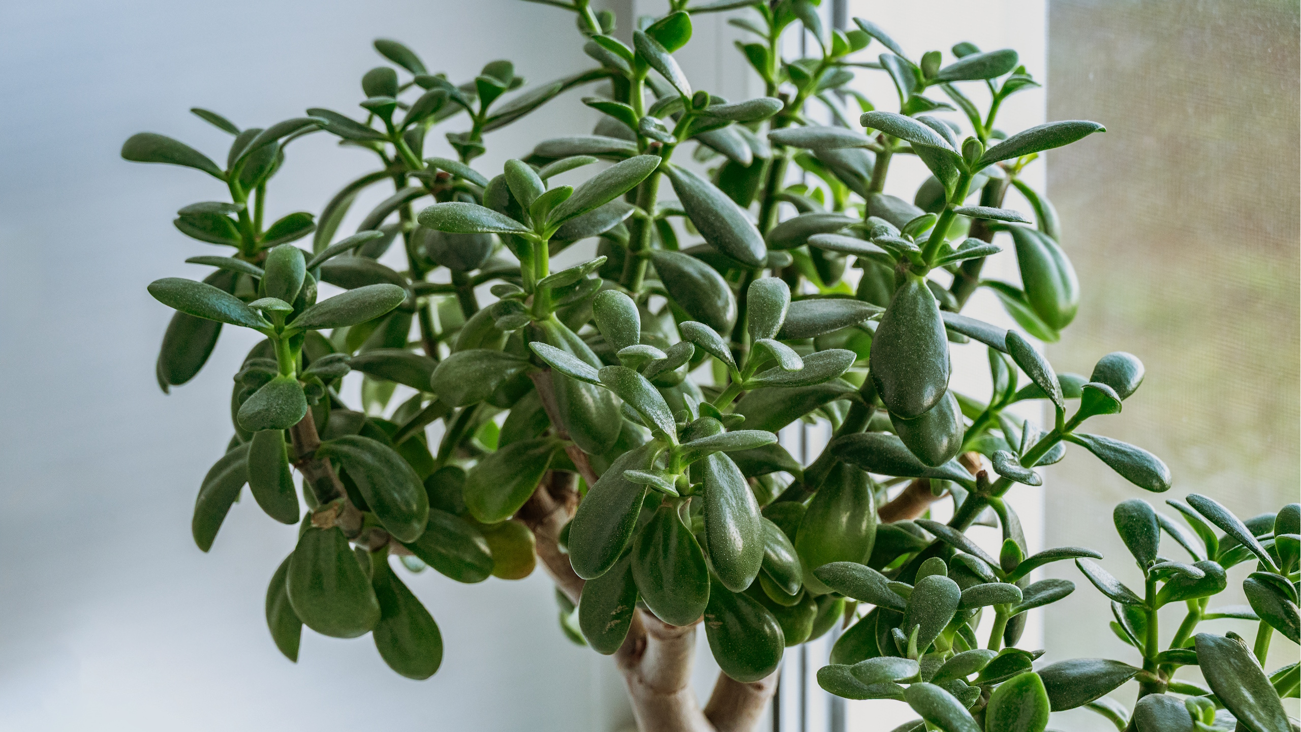 Jade plant 
