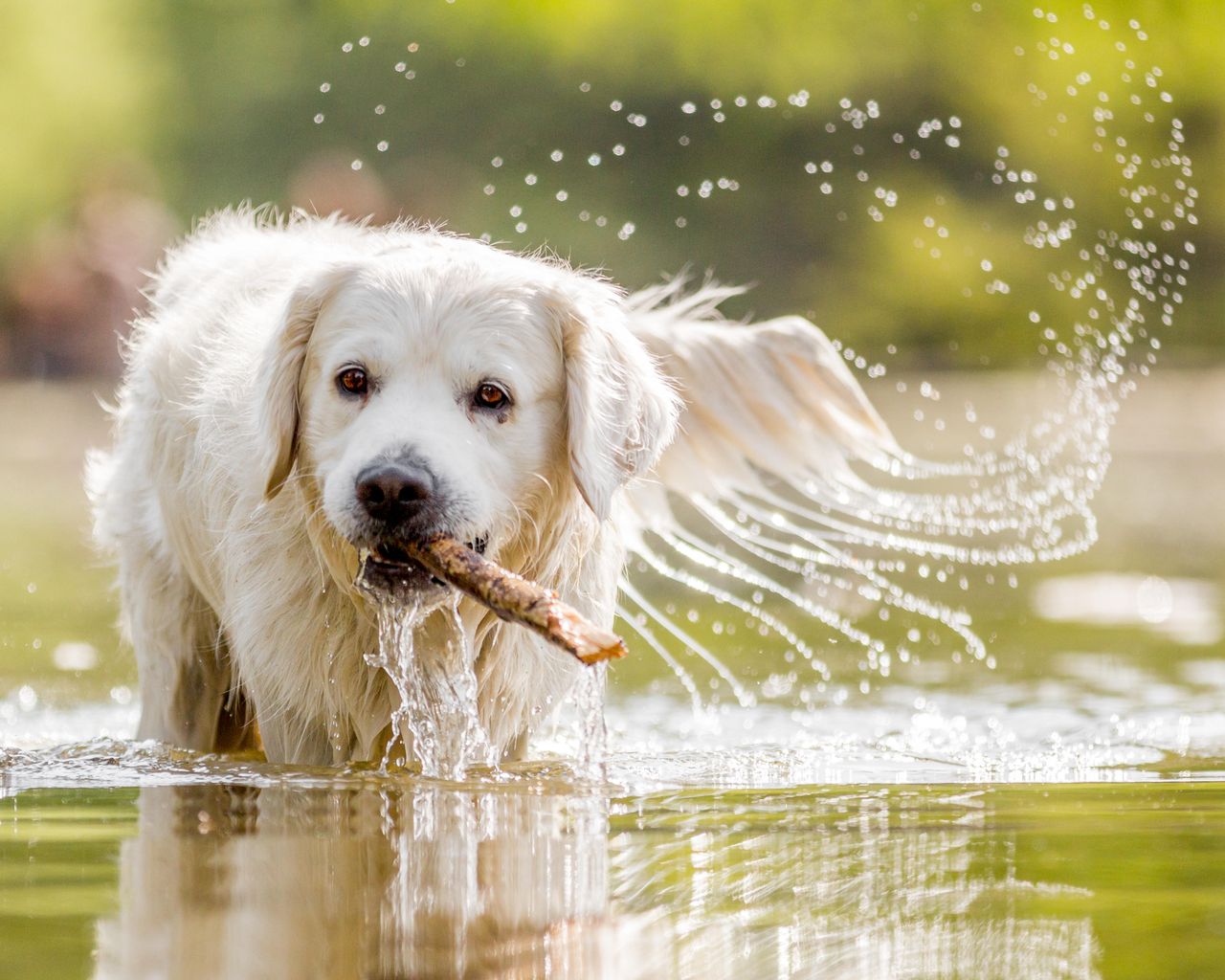 Golden Retriever jumping in a stream