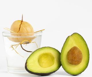 Avocado pit in water