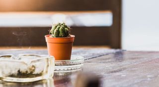 Ashtray on wooden table with a cactus