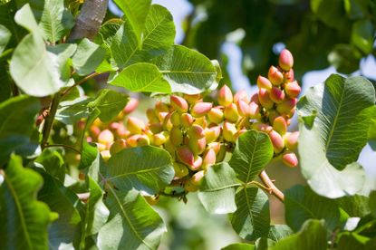 Pistachio Nut Tree1