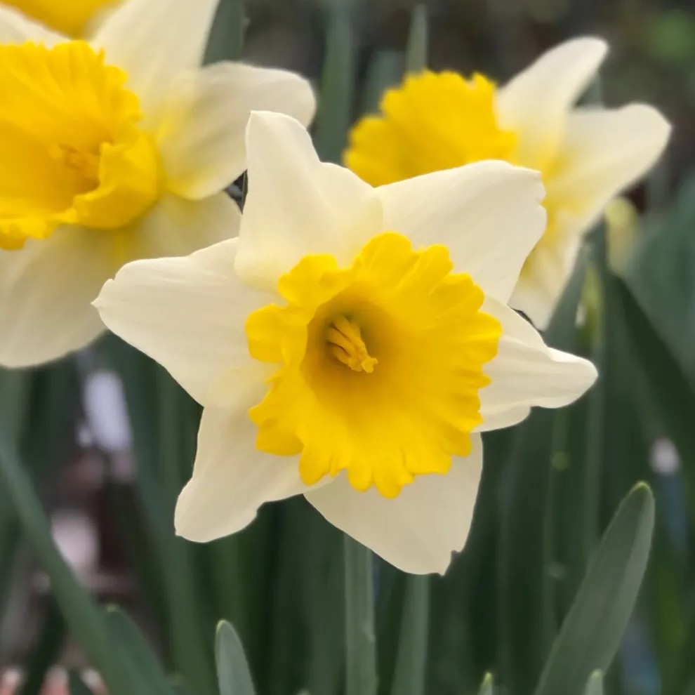 White and yellow &#039;Las Vegas&#039; daffodil blooms