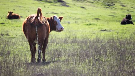A cow lifts its tail and pees, looking back at the camera while standing in a green pasture
