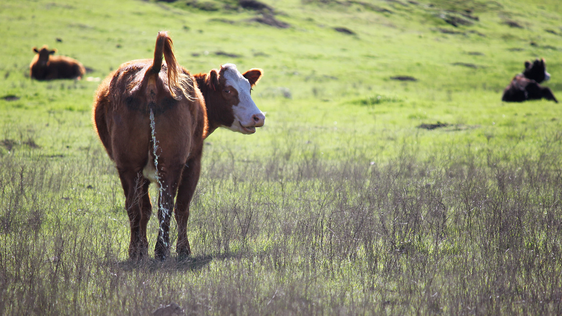 A cow lifts its tail and pees, looking back at the camera while standing in a green pasture