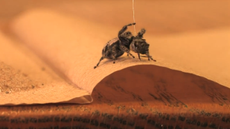 jumping spider takes bait
