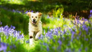 Dog running through field of lavendar