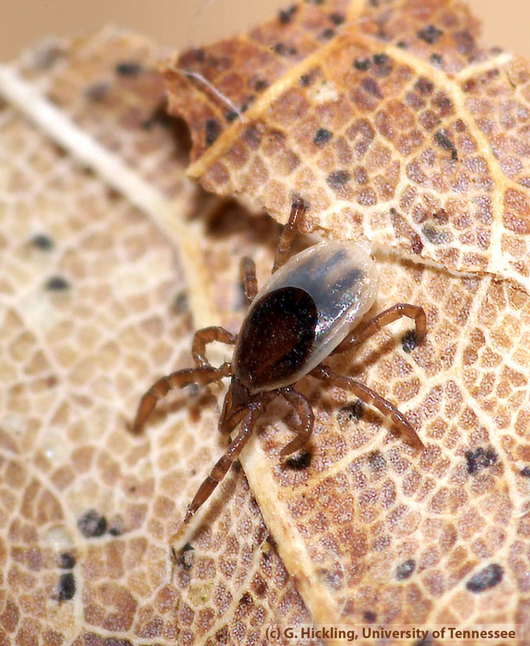 Bloodsuckers! Michigan Ticks and Larvae, In Photos | Live Science