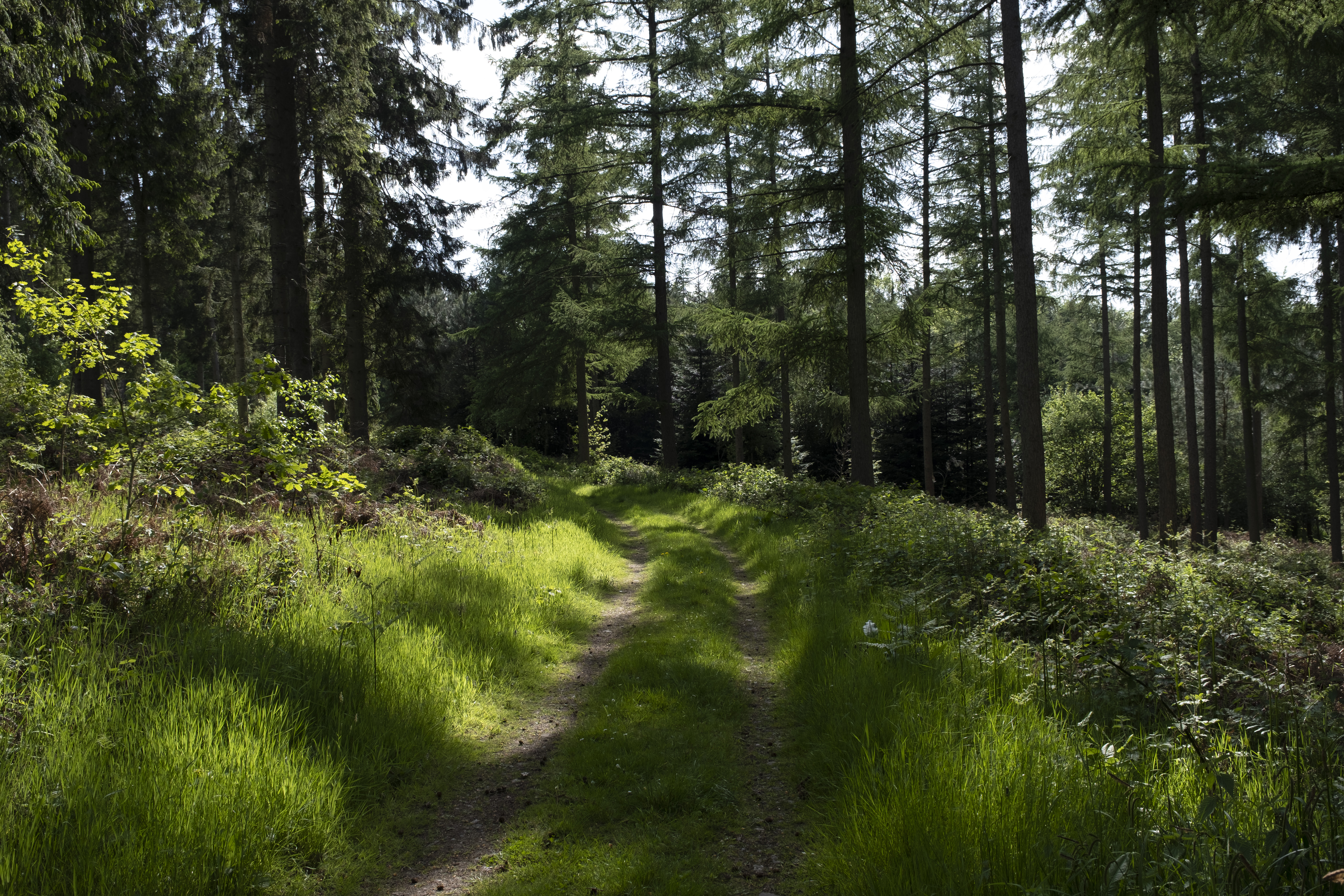Wooded area of the Wyre Forest
