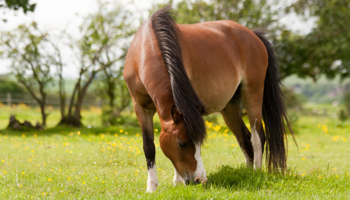 Spilers pony