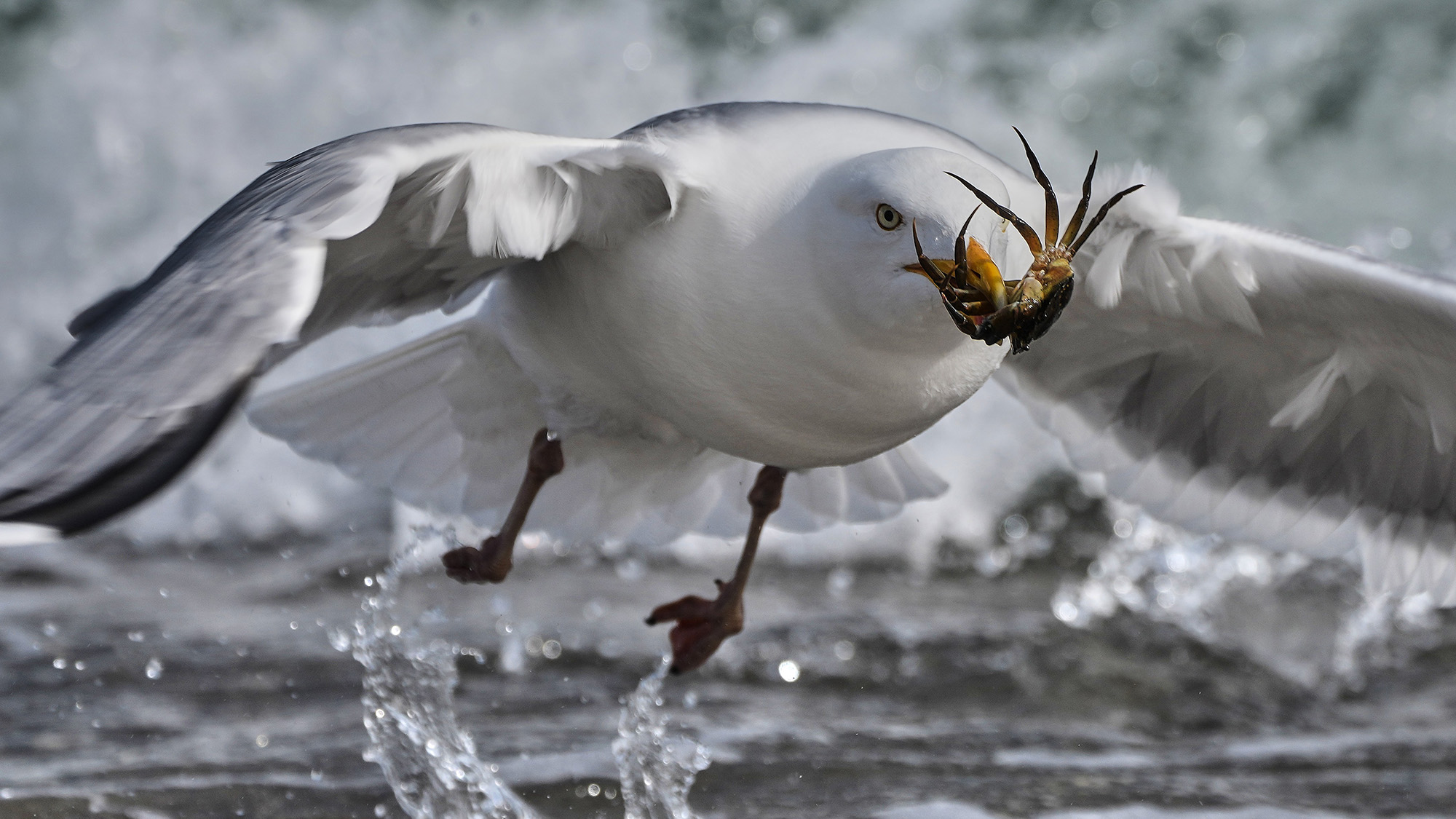 A seagull catches a crab in the Baltic Sea in Burg on the island of Fehmarn, Germany
